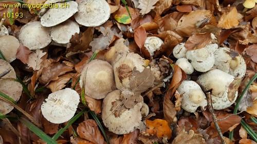 Psathyrella cotonea - 