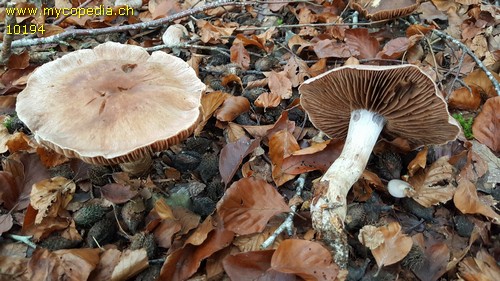 Cortinarius disjungendus - 