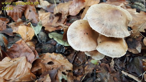 Cortinarius disjungendus - 