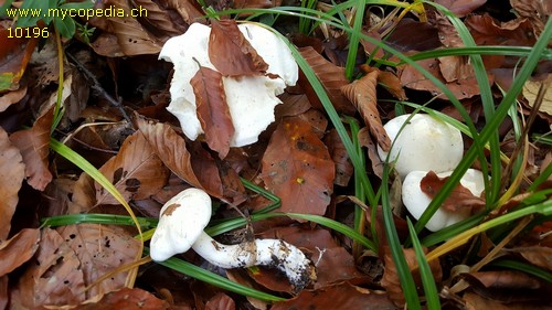 Hygrophorus eburneus var. cossus - 