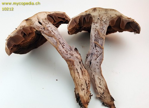 Cortinarius disjungendus - 