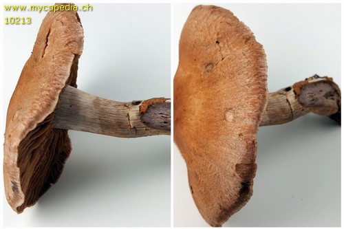 Cortinarius duracinus - 