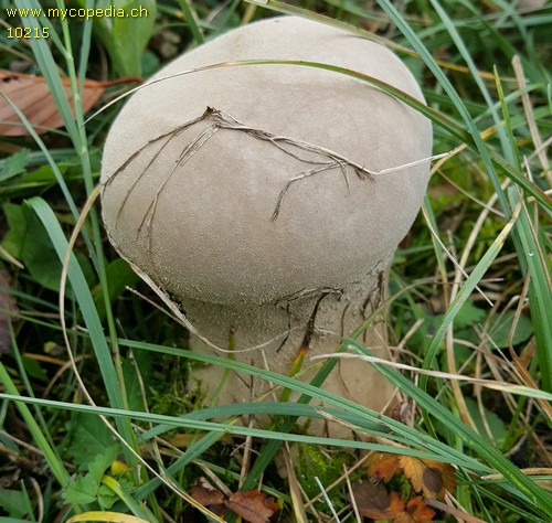 Lycoperdon excipuliforme - 