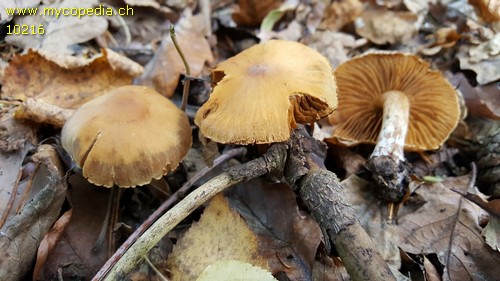 Cortinarius conicus - 