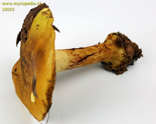 Cortinarius elegantior f. citrinus - 