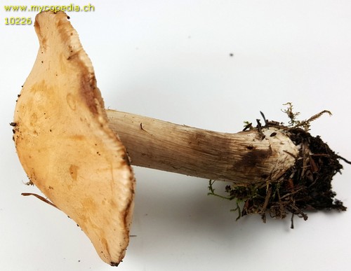 Hebeloma laterinum - 