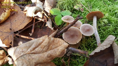 Cortinarius stemmatus - 