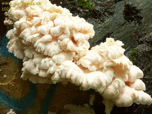 Hericium cirrhatum - 