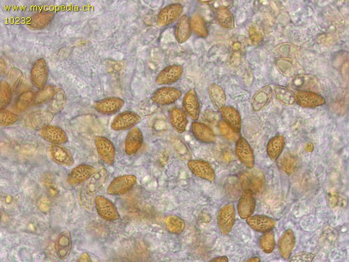 Phlegmacium largum - 