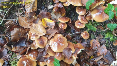 Tricholoma ustaloides - 