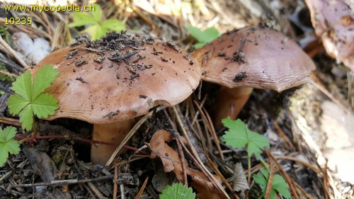 Tricholoma batschii - 