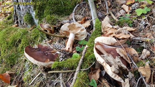 Tricholoma batschii - 