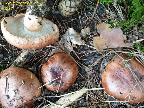 Tricholoma batschii - 