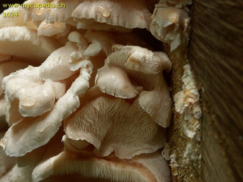 Hericium cirrhatum - 