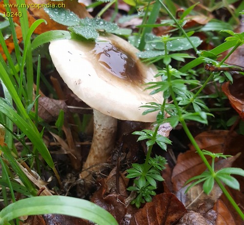 Hygrophorus olivaceoalbus - 