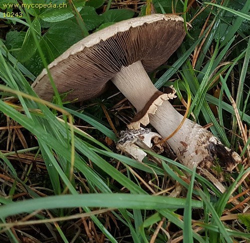 Agaricus - 