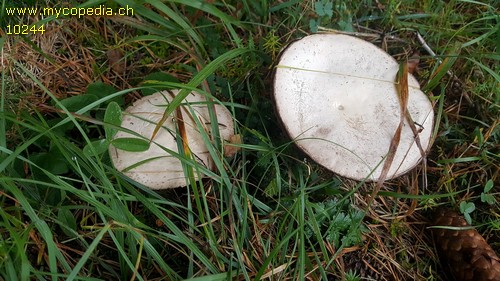 Agaricus - 