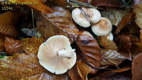 Hygrophorus unicolor - 