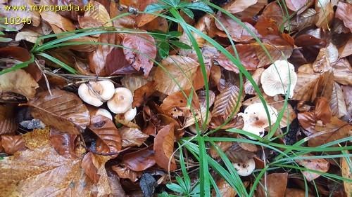 Hygrophorus unicolor - 