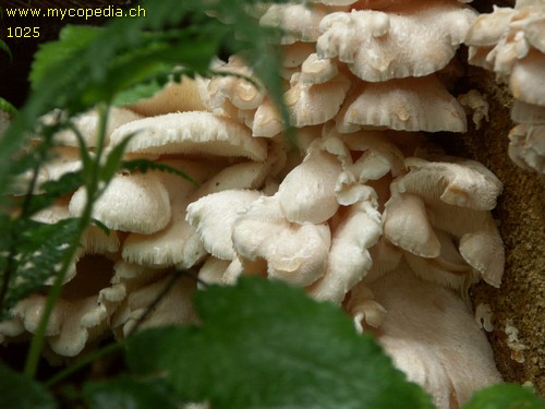 Hericium cirrhatum - 