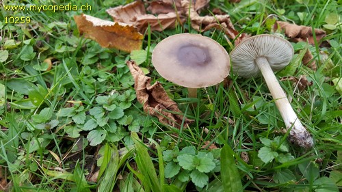 Melanoleuca graminicola - 