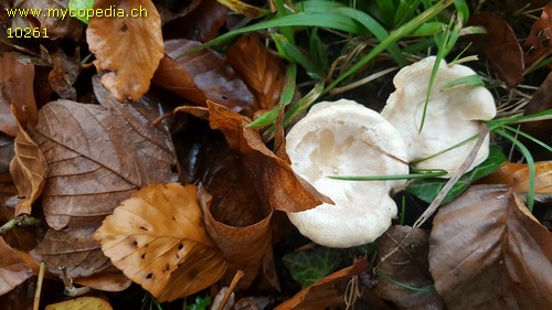 Clitocybe rivulosa - 