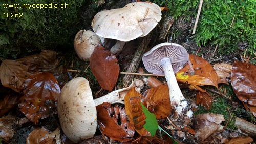 Cortinarius emunctus - 