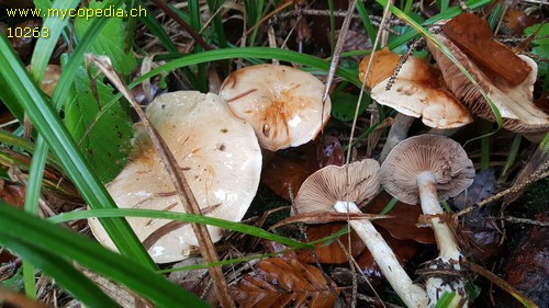 Cortinarius emunctus - 