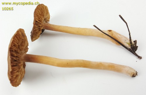 Inocybe nitidiuscula - 