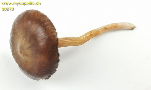 Inocybe nitidiuscula - 