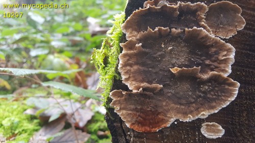 Stereum sanguinolentum - 