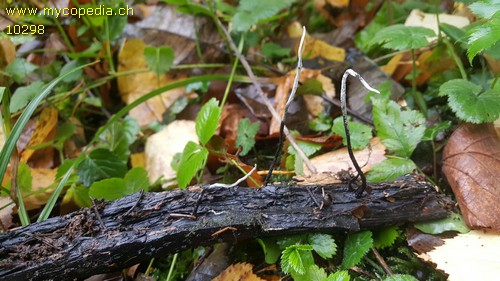 Xylaria filiformis - 