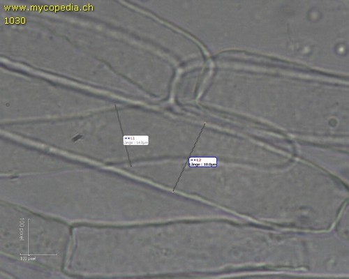 Chroogomphus helveticus - HDS - 