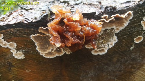 Phaeotremella frondosa - 