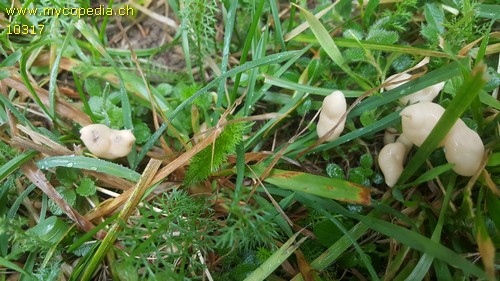 Helvella elastica - 