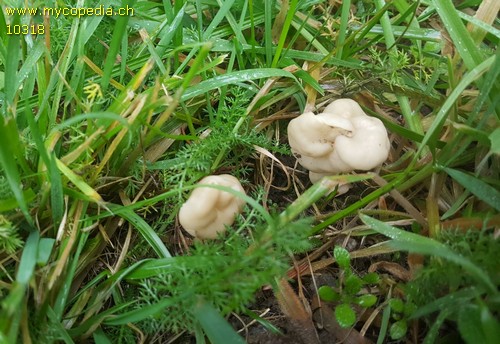 Helvella elastica - 