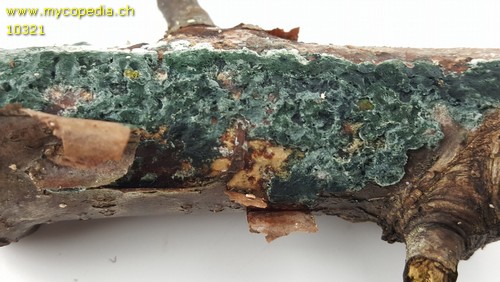 Trichoderma viride - 