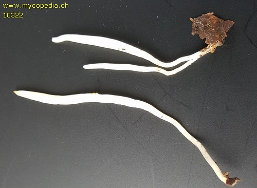 Clavaria candida - 