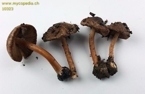 Inocybe assimilata - 