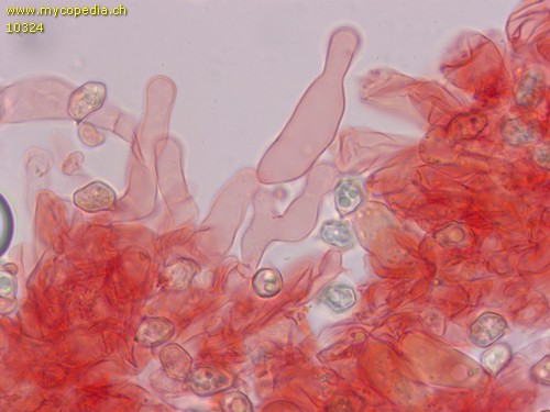 Entoloma tenellum - Cheilozystiden - 