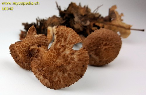 Inocybe cincinnata - 