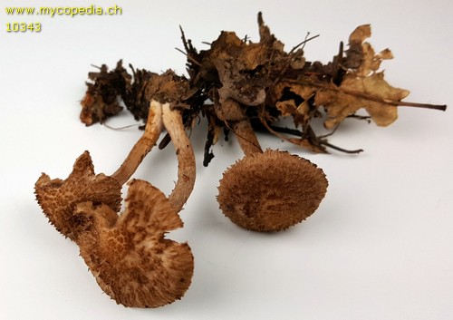 Inocybe cincinnata - 