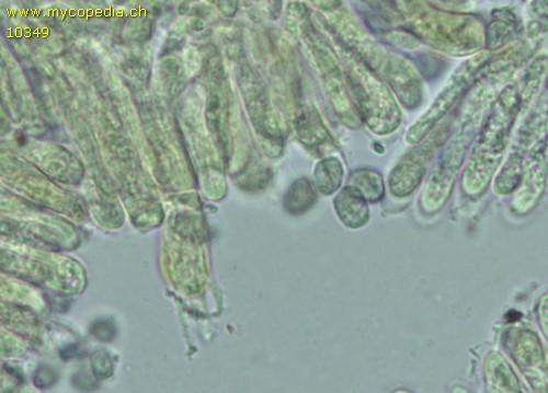 Hericium erinaceus - 