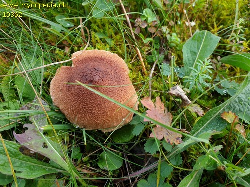 Tricholoma vaccinum - 