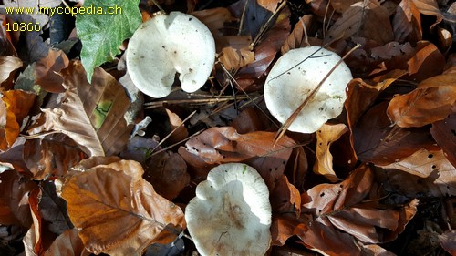 Ripartites tricholoma - 