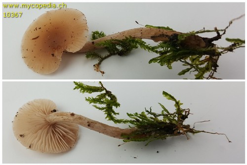 Clitocybe fragrans - 