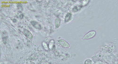 Clitocybe fragrans - Sporen - 