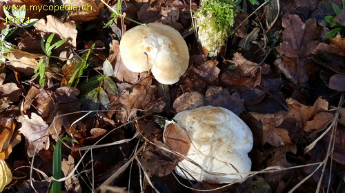 Tricholoma stiparophyllum - 