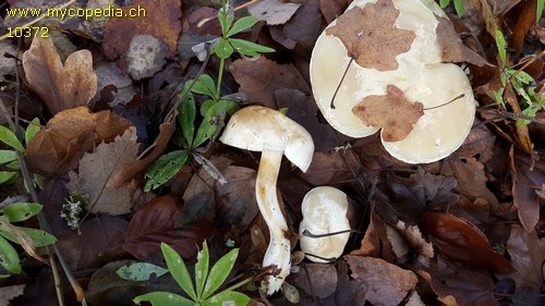 Tricholoma stiparophyllum - 