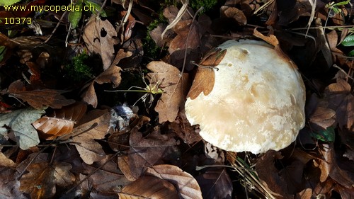 Tricholoma stiparophyllum - 